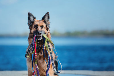 Choosing The Best Dog Training Leashes