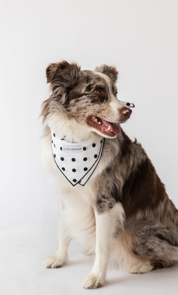 Buddy Dog Bandana Classic Dots