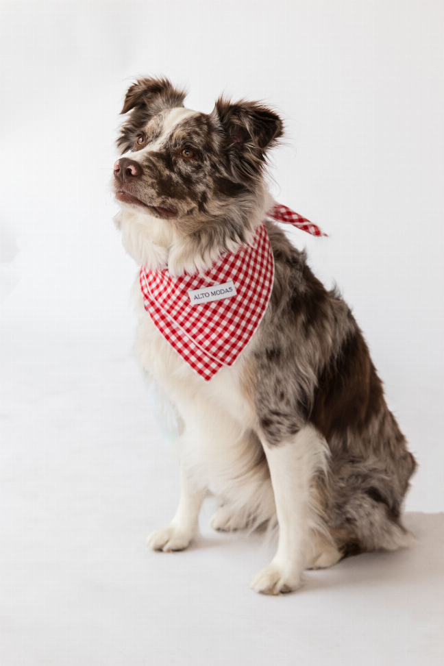 Buddy Dog Bandana