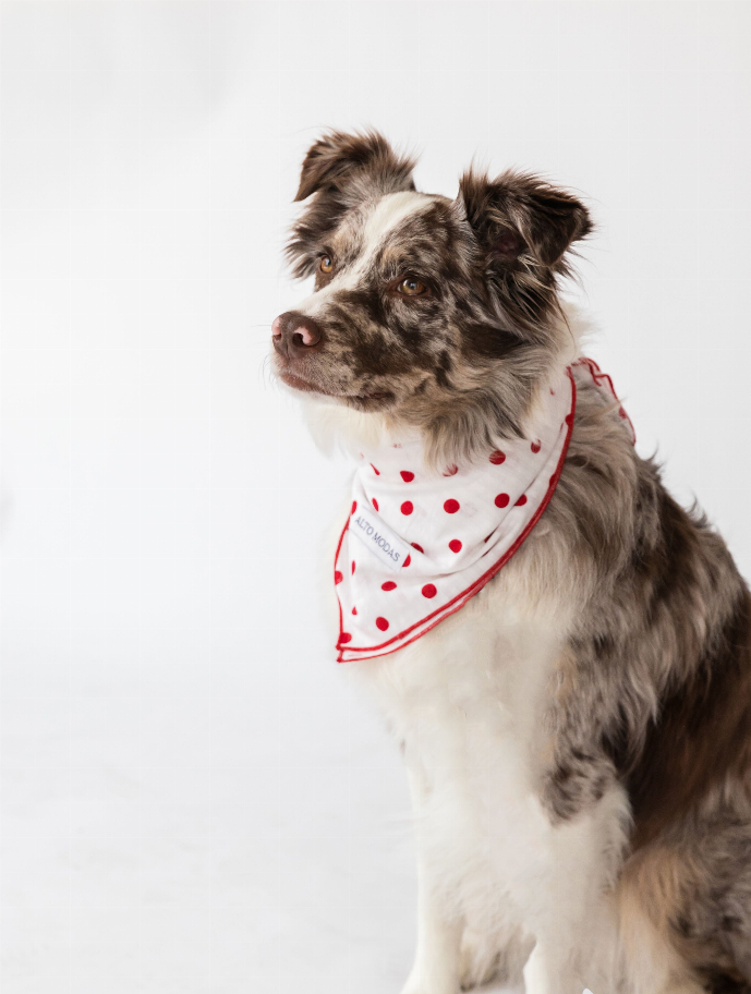 Buddy Dog Bandana seersucker 