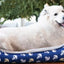 Anchors Away Pet Bed For Dog