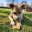 Cheddar Bones for dogs