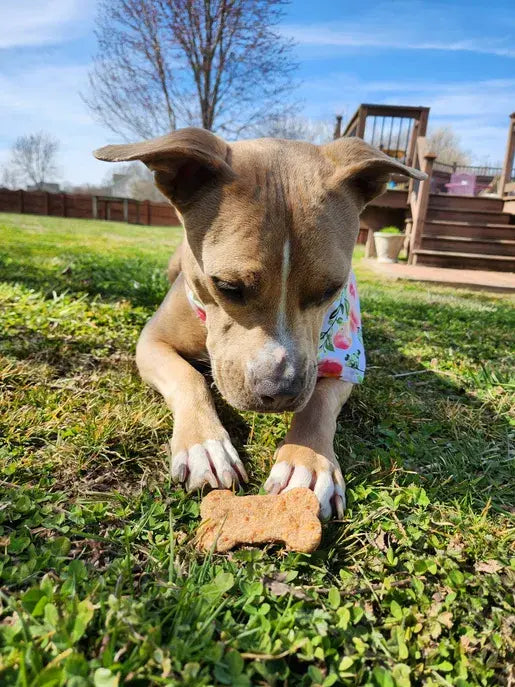 Cheddar Bones for dogs